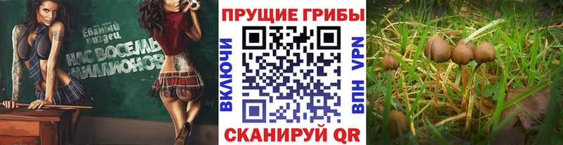 Псилоцибиновые грибы ЛСД  купить закладку  Буй 